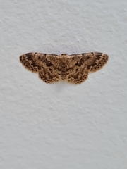 Idaea inquinata