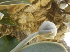 Pachystegia insignis