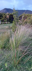 Juncus sarophorus