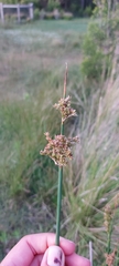 Juncus sarophorus