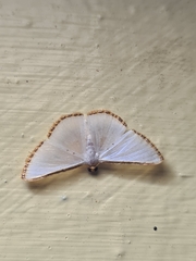 Leuciris