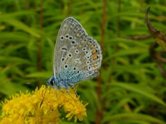 Polyommatus icarus