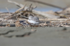 Anarhynchus frontalis