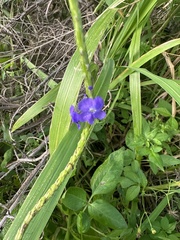 Stachytarpheta jamaicensis