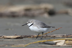 Anarhynchus frontalis