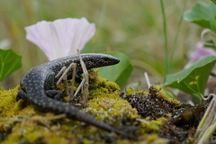Oligosoma smithi