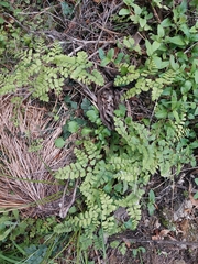 Adiantum cunninghamii