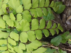 Adiantum cunninghamii