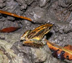 Litoria nasuta