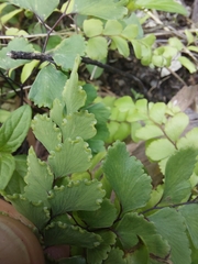 Adiantum cunninghamii