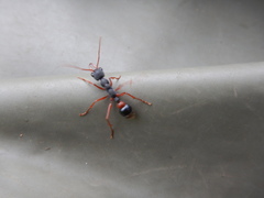 Myrmecia esuriens