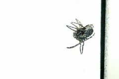 Nuctenea umbratica