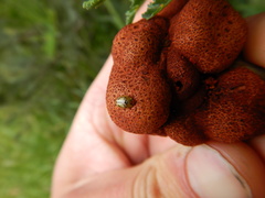 Cucujiformia