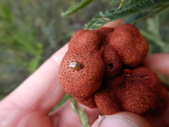 Cucujiformia