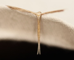 Bipunctiphorus euctimena