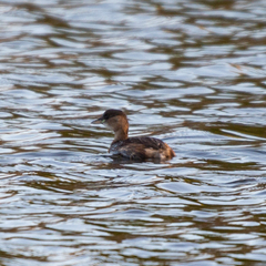 Tachybaptus ruficollis