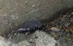 Crocidura dracula