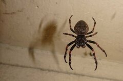 Nuctenea umbratica