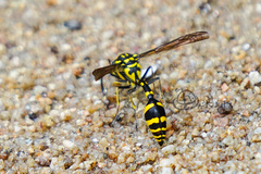 Phimenes flavopictus
