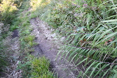 Phragmites japonicus