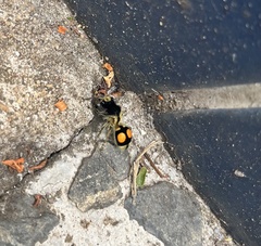 Hoplomutilla spinosa