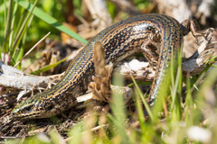 Oligosoma chloronoton