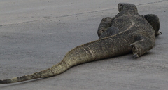 Varanus salvator macromaculatus