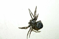 Nuctenea umbratica