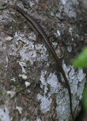 Sphenomorphus maculatus