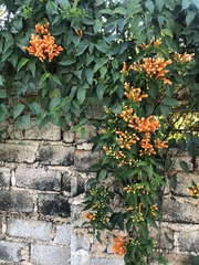 Pyrostegia