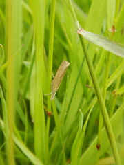 Culladia cuneiferellus