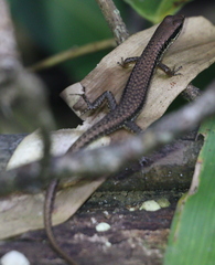 Sphenomorphus maculatus