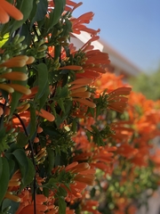 Pyrostegia