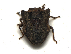 Eufroggattia tuberculata