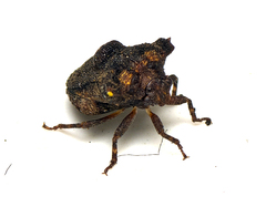 Eufroggattia tuberculata