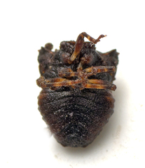 Eufroggattia tuberculata