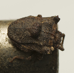 Eufroggattia tuberculata