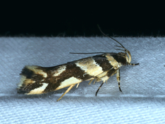 Macrobathra desmotoma