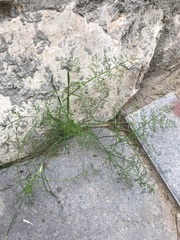 Foeniculum vulgare
