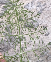 Foeniculum vulgare
