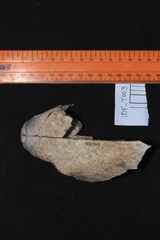 Lepidochelys olivacea