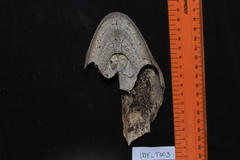 Lepidochelys olivacea