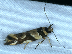Macrobathra desmotoma