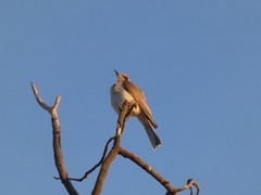 Philemon citreogularis