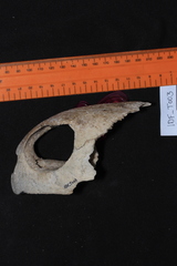 Lepidochelys olivacea