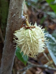 Carpotroche longifolia