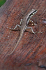 Sphenomorphus maculatus