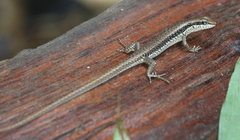 Sphenomorphus maculatus