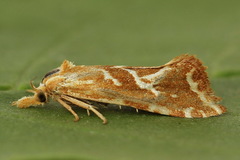 Cochylimorpha pyramidana