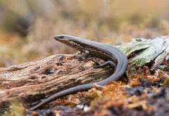 Oligosoma notosaurus